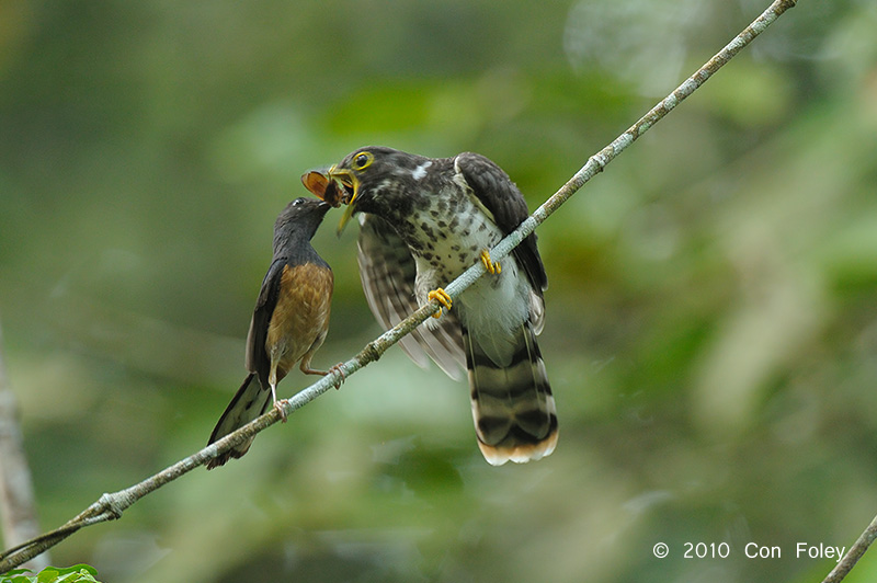 Cuckoo, Malaysian Hawk (juv)