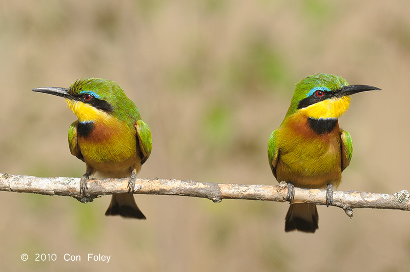 Bee-eater, Little