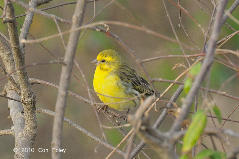 Canary, White-bellied