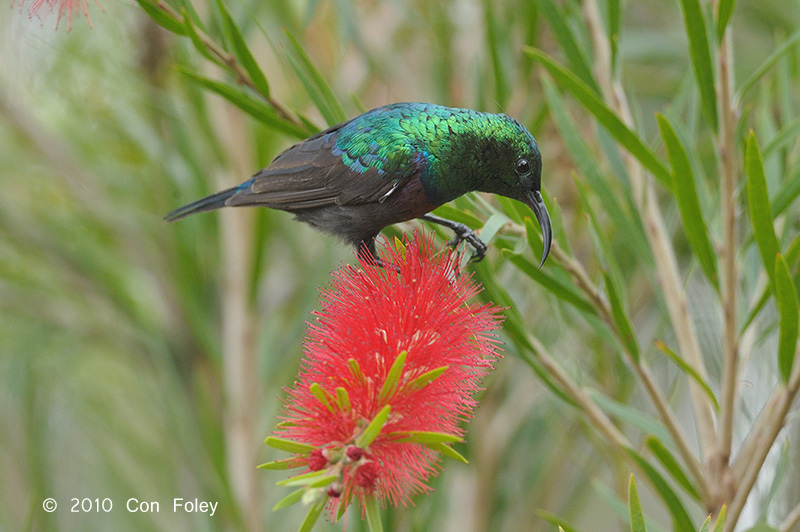 Sunbird, Marico (male)