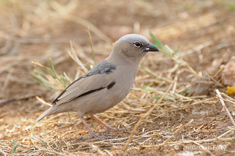 Weaver, Grey-capped Social