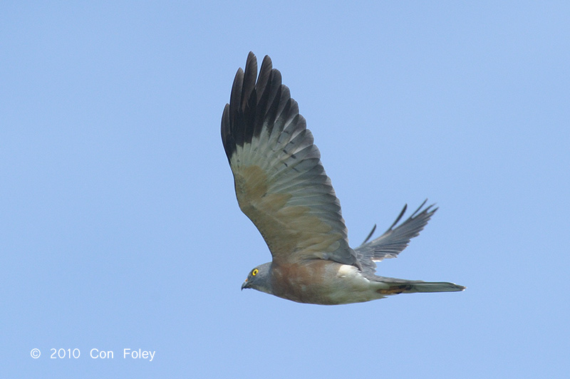 Goshawk, Chinese (adult female) @ Khao Dinsor