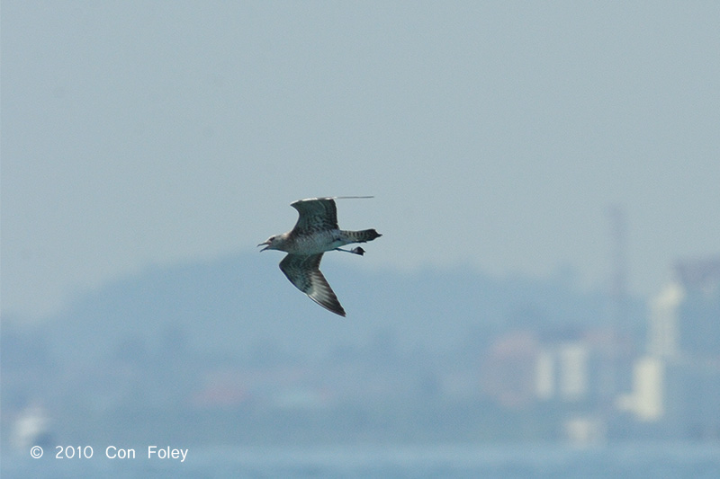 Skua, Pomarine @ Straits of Singapore