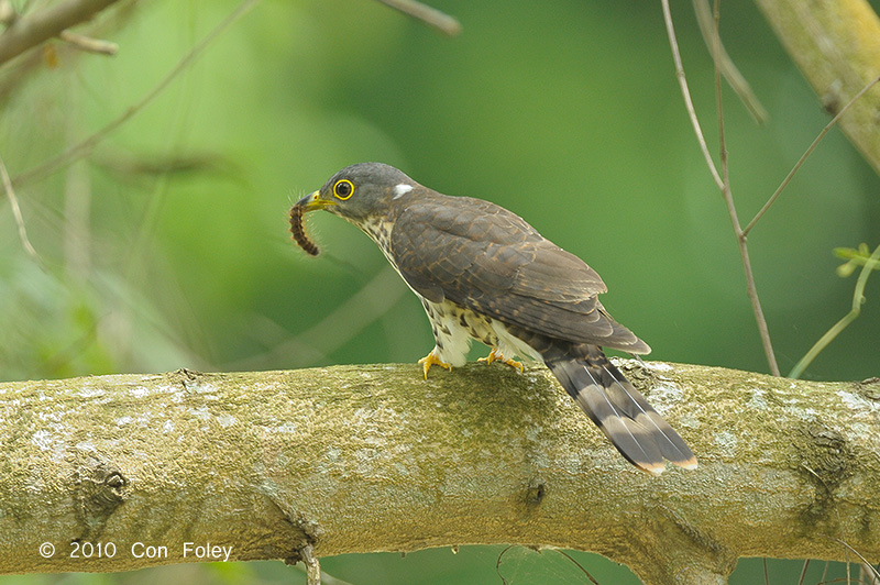 Cuckoo, Malaysian Hawk (juv) @ Bidadari