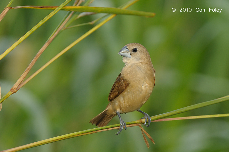 Munia, White-headed (juv) @ Sungei Balang