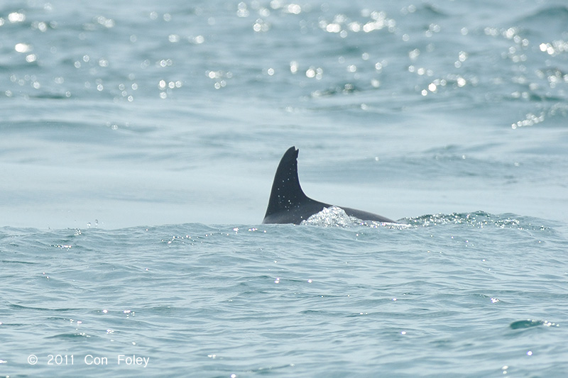 Indo-Pacific Bottlenose Dolphin @ Straits of Singapore