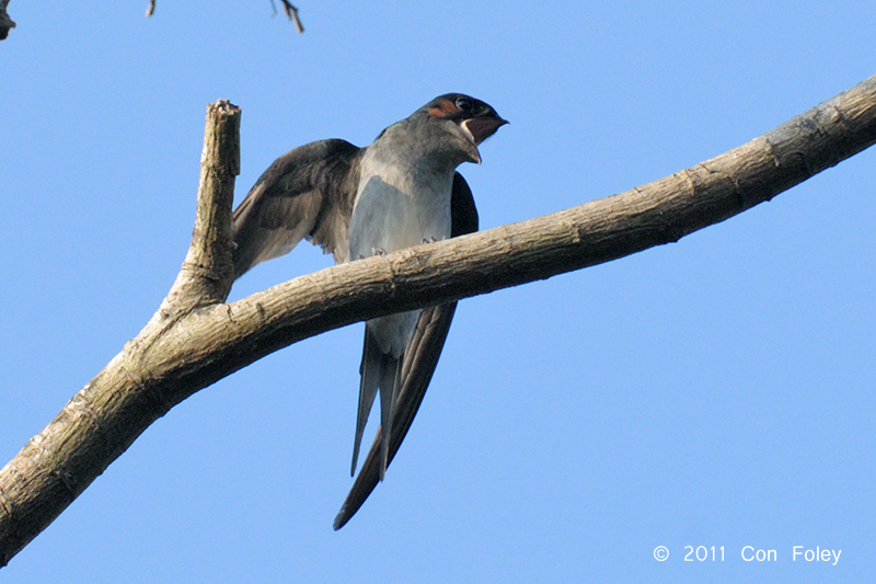 Treeswift, Grey-rumped (male) @ Mandai