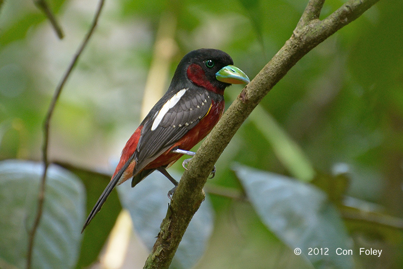 Broadbill, Black-and-red @ Swamp Trail