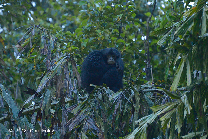 Siamang @ Frasers Hill