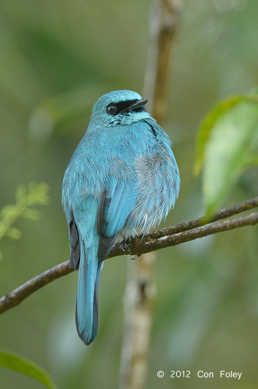 Flycatcher, Verditer (male) @ Jelai Resort