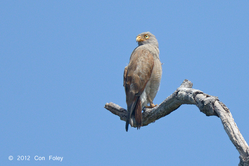 Buzzard, Rufous-winged @ Tmatboey