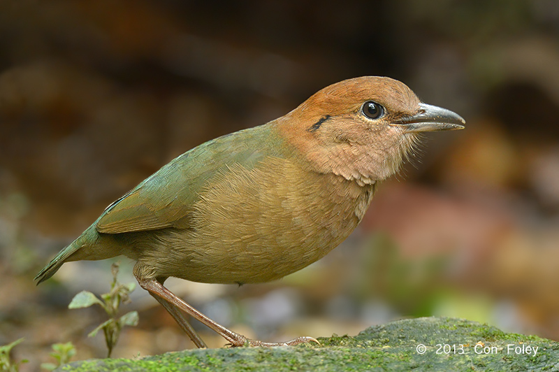 Pitta, Rusty-naped (male) @ Mae Wong