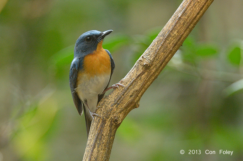 Flycatcher, Tickells Blue (male) @ Kaeng Krachan