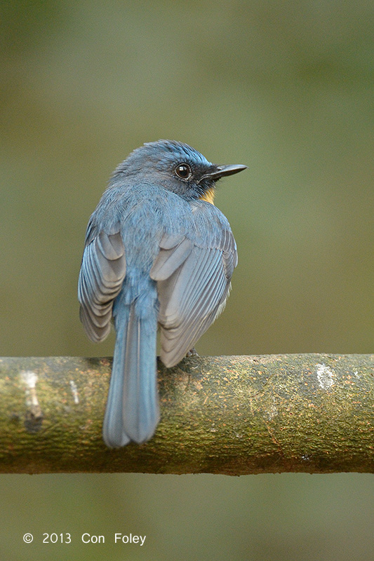 Flycatcher, Tickells Blue (male) @ Kaeng Krachan
