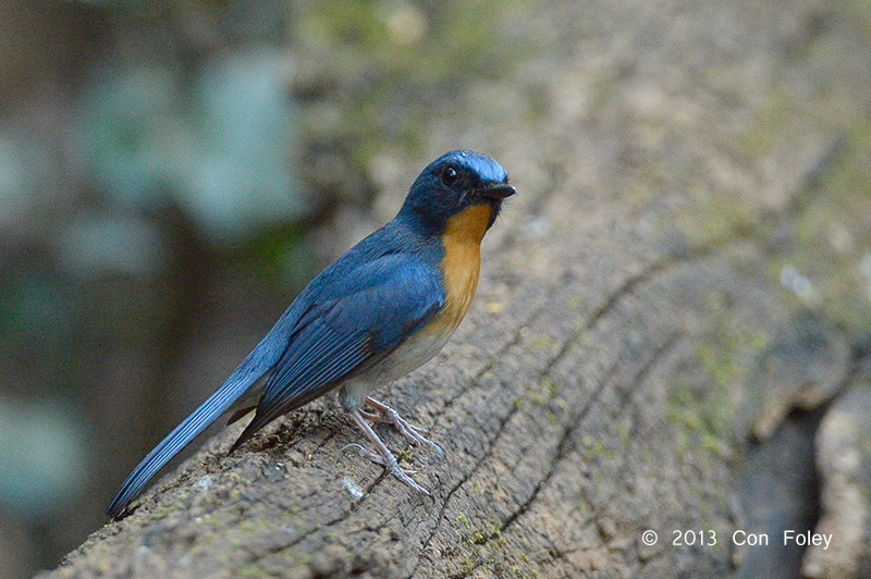 Flycatcher, Tickells Blue (male) @ Kaeng Krachan