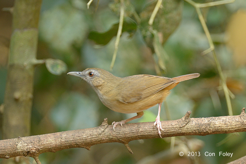 Babbler, Abbotts @ Kaeng Krachan