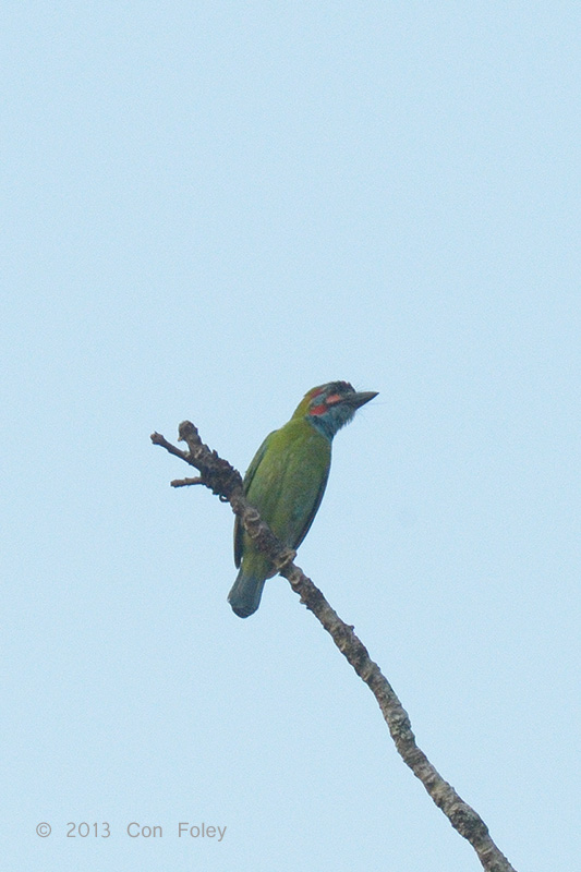 Barbet, Blue-eared @ Kaeng Krachan