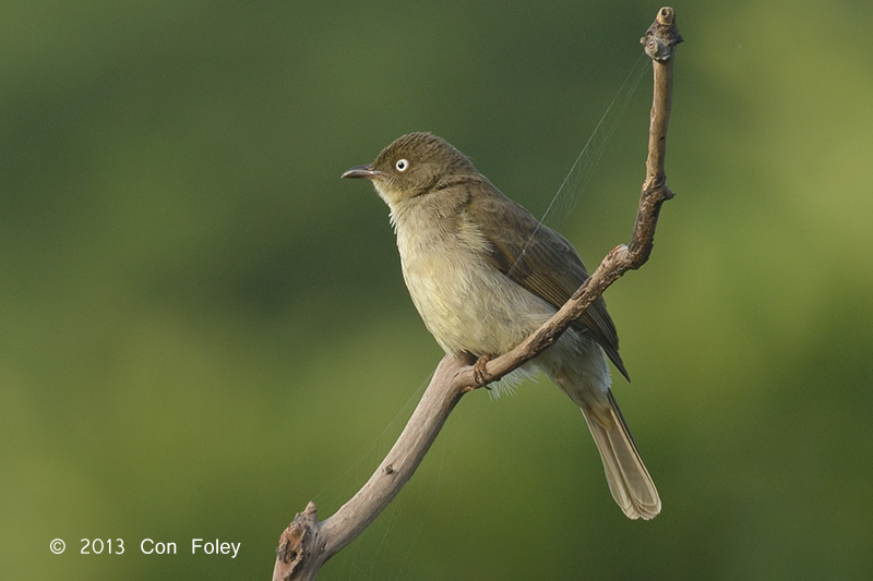 Bulbul, Cream-vented @ Jelutong Tower