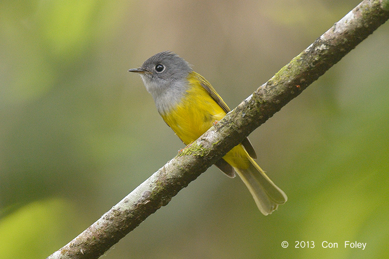 Flycatcher, Grey-headed @ Mae Wong