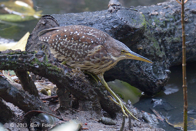 Bittern, Von Schrencks (female) @ Pasir Ris