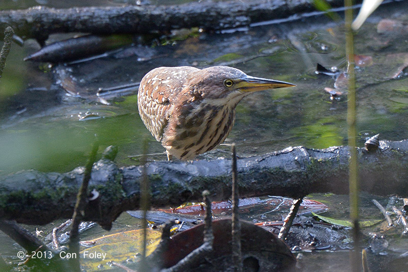Bittern, Von Schrencks (female) @ Pasir Ris