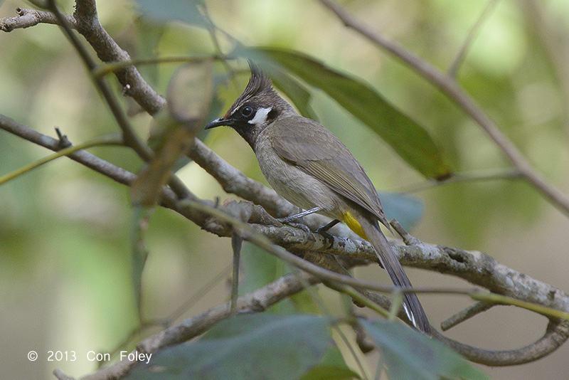 Bulbul, Himalayan @ Dhikala