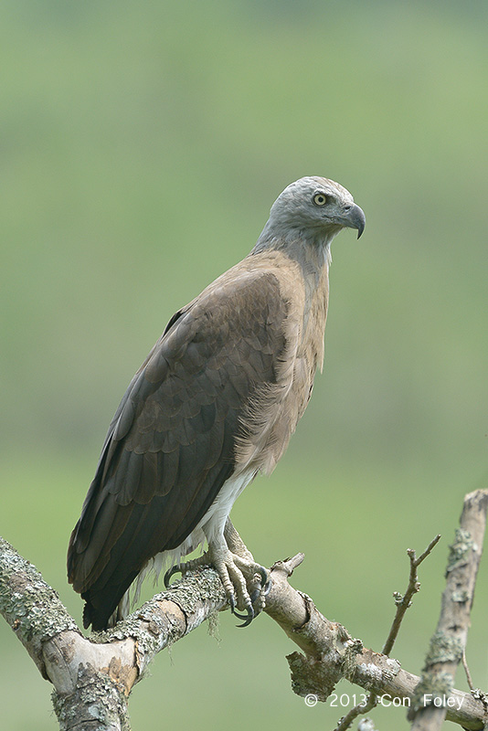 Eagle, Grey-headed Fish @ Kaziranga