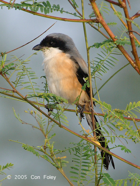 Shrike, Long-Tailed @ Punggol