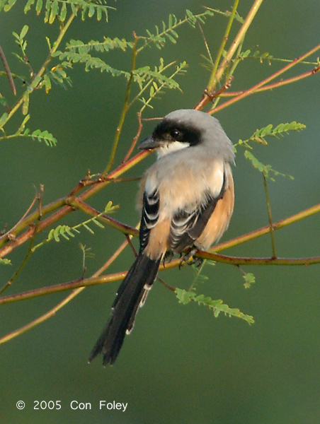 Shrike, Long-tailed @ Punggol