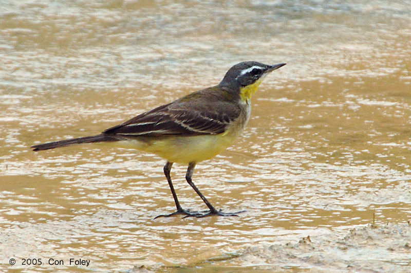 Wagtail, Yellow @ Punggol