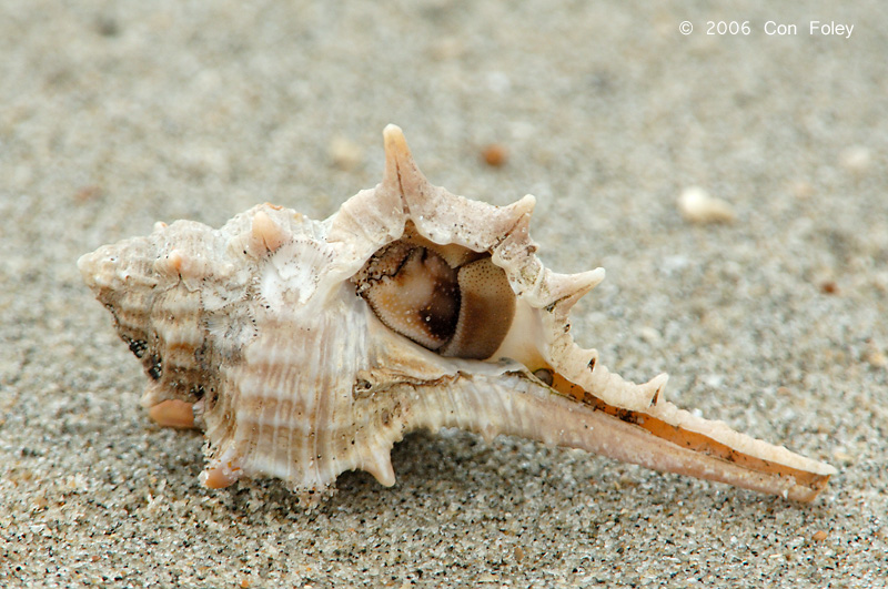 Land Hermit Crab @ Changi