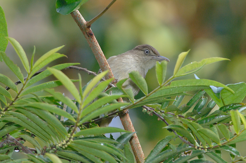 Bulbul, Buff-vented
