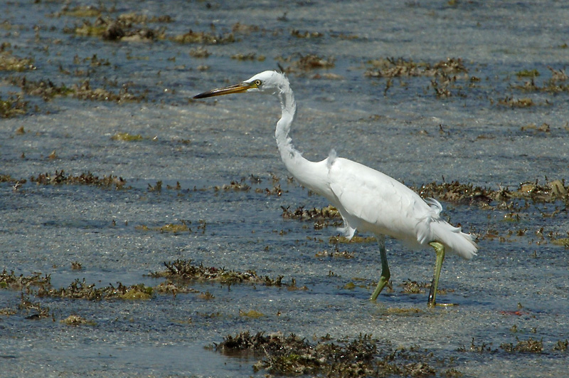 Egret, Chinese (non-breeding plumage) @ Olango