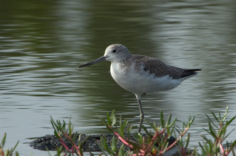 Greenshank, Common @ Balidbid