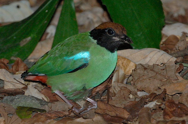 Pitta, Hooded @ Sime Forest