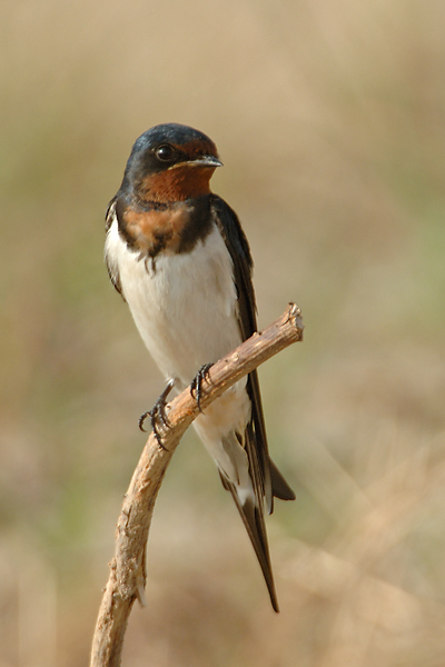 Swallow, Barn @ Changi