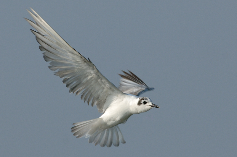 Tern, White-Winged (non-breeding) @ Kranji