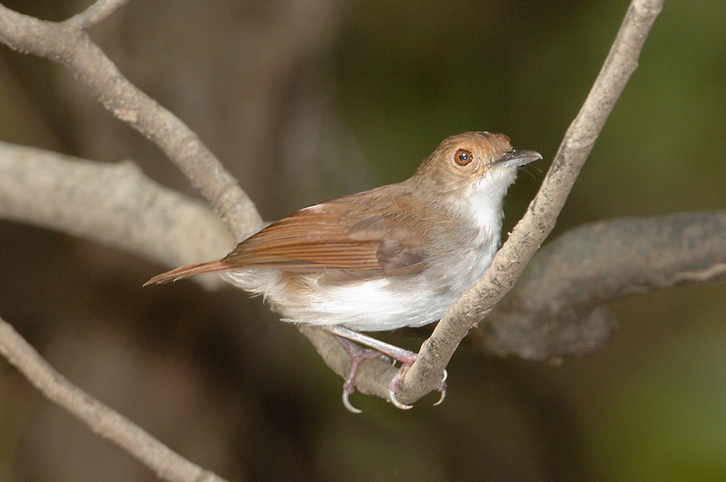 Babbler, White Chested @ Menanggol River