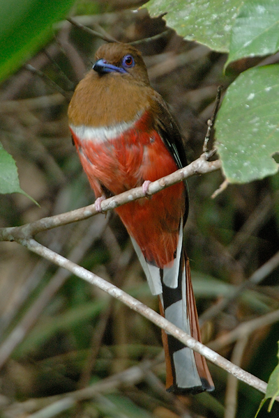 Trogon, Red-headed (female) @ Jalan Air Terjun