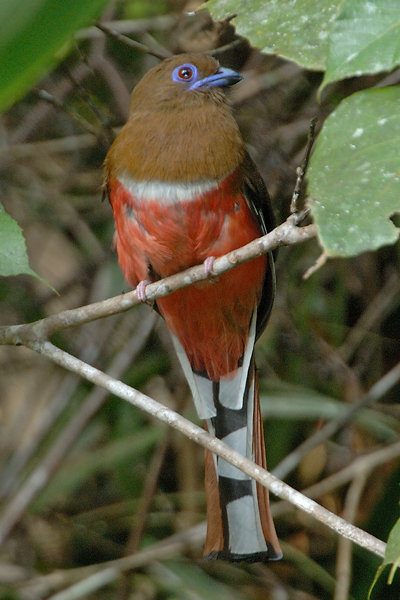 Trogon, Red-headed (female) @ Jalan Air Terjun