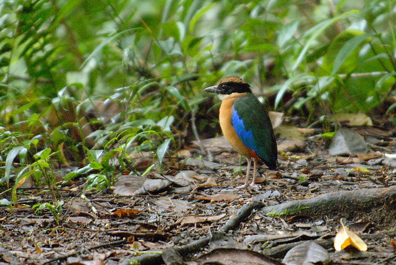 Pitta, Blue-winged @ Hemmant Trail