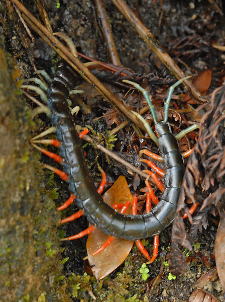 Scolopendra Centipede
