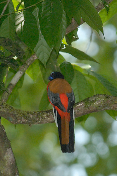 Trogon, Scarlet-rumped (male)