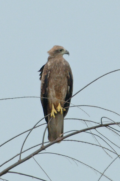 Kite, Brahminy (juvenile) @ Changi