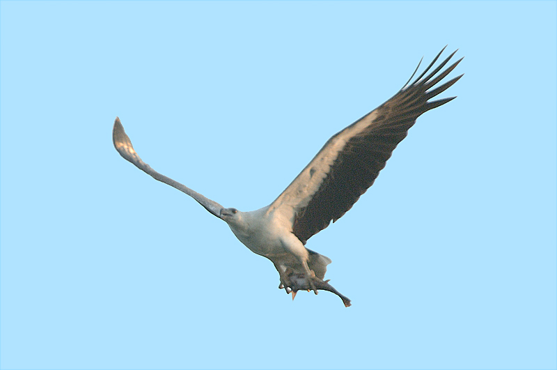 Eagle, White-bellied Sea @ Seletar