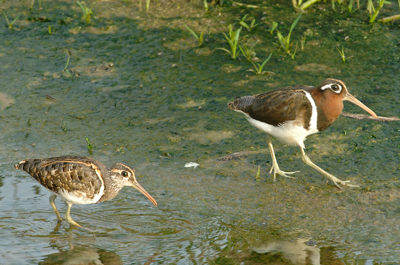 Snipe, Greater Painted @ Punggol