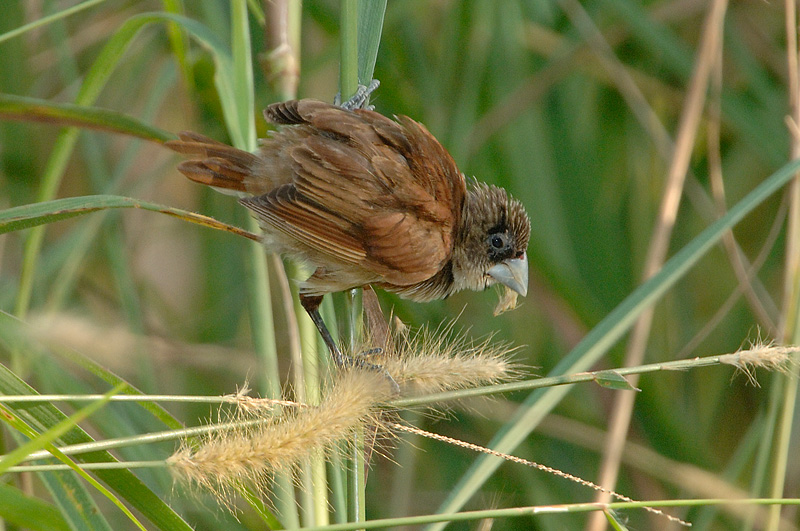 Munia, Black-headed (juvenile)