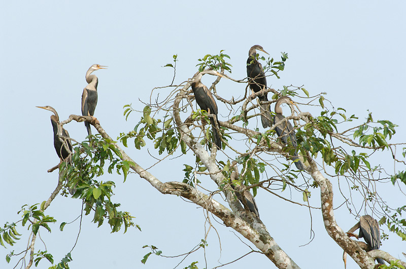 Darter, Oriental @ Kinabatangan River