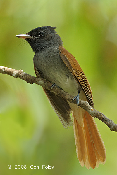 Flycatcher, Blyths Paradise @ Chinese Gardens