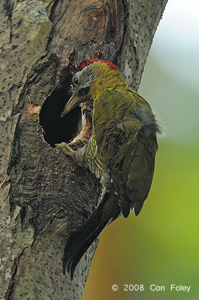 Woodpecker, Laced (male) @ Hindhede